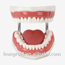 Medical Dental Nursing Training Modell